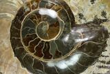 Wide Polished Fossil Ammonite Dish - Madagascar #137404-1